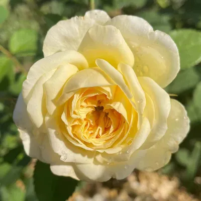 Элегантные картинки пилигрим розы для вас на нашем сайте