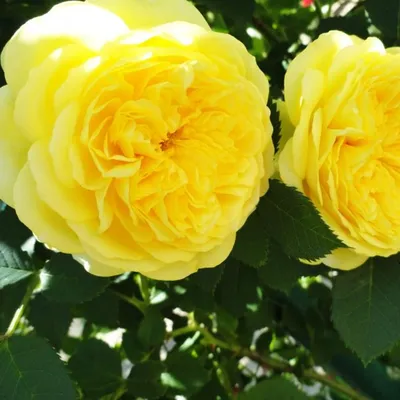 Фотографии пилигрим розы - прекрасное дополнение к вашему дизайну