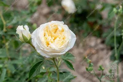 Восхитительные фотографии пилигрим розы - выбирайте лучшую для себя