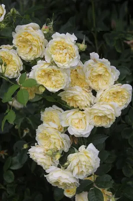 Скачайте бесплатные фото пилигрим розы в разных форматах