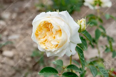 Фотографии пилигрим розы, запечатлевшие их естественную красоту