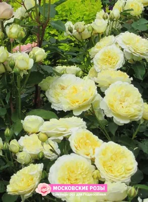 Очаровательные фото пилигрим розы - идеальные для украшения поздравительных открыток