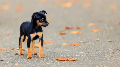 Скачать фото пинчера щенка внутри