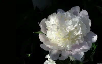 Пион белый лебедь - вдохновение для любителей цветов