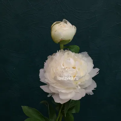 Фото пиона в белом цвете с возможностью выбора размера