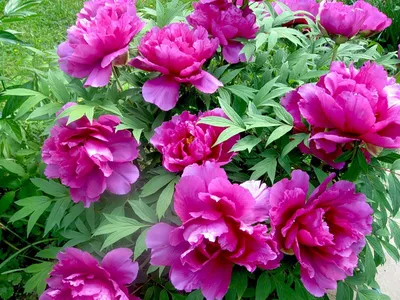 Фотография пиона древовидного: Красивые цветы во всей своей красе