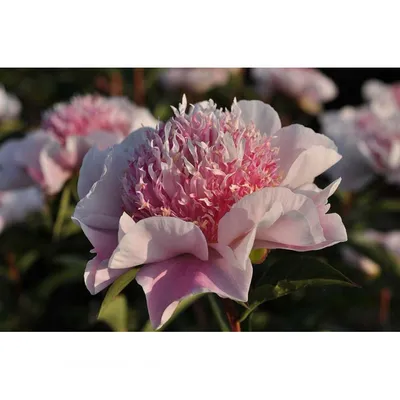 Пион ду телл: захватывающая картинка с нежной красотой цветка