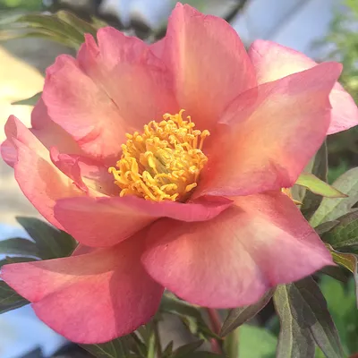 Фото пиона джулия роуз в формате webp