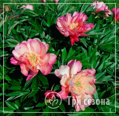 Картинка пиона джулия роуз - формат jpg