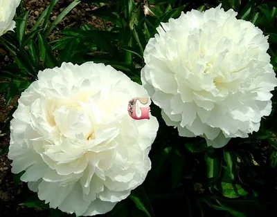 Изображение Пиона Эльзы Сасс: украсьте свою страницу великолепным цветком