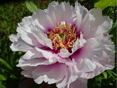 Фотка пиона кора луиза для любителей цветов