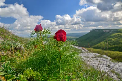 Пион крымский фотографии