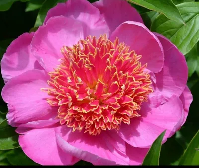 Пион неон – прекрасное фото цветка
