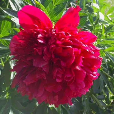 Фото пиона Ред Шарм с ярким розово-красным оттенком
