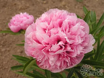 Пион розеа плена: фото с насыщенными цветами