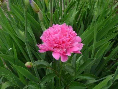 Пион розеа плена: фотка с отличным сжатием в формате webp