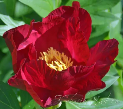 Пион скарлет хевен: потрясающая картинка с красивыми цветами