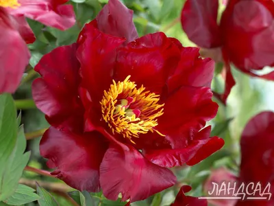Пион скарлет хевен: красивые цветы на фотографии