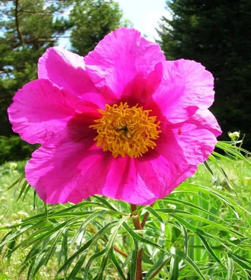 Фото Пиона степного в сезон цветения
