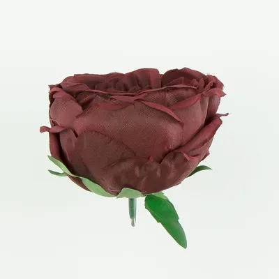 Картинка пионообразной розы с эффектом размытия