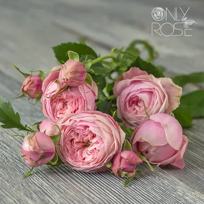Фото пионообразной розы в формате jpg для печати