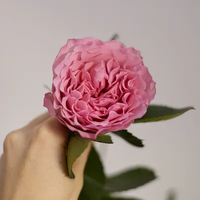 Фотография красивой пионообразной розы с гармоничными цветами