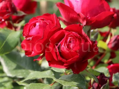 Картинка пионообразной розы с крупными бутонами
