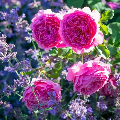 Изображение пионообразной розы с оригинальным освещением