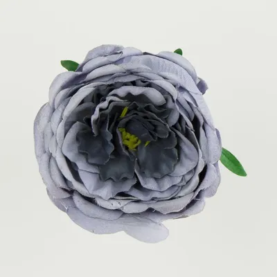 Картинка пионообразной розы с изящными лепестками