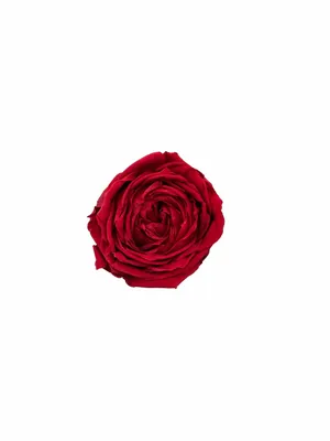 Картина пионообразной розы с классическим стилем