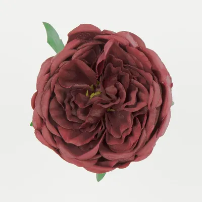 Фотка маленькой пионообразной розы для скачивания