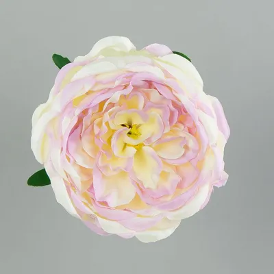 Фото пионообразной розы с мягким фоном