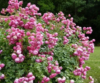Красивые пионовидные розы на странице Пионовидные розы кусты