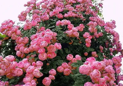 Великолепные кусты пионовидных роз на фото