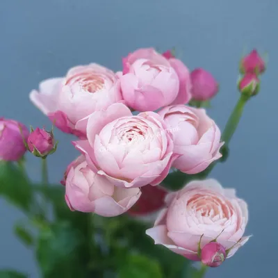 Картинки пионовидных роз кустов для скачивания