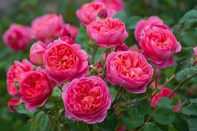 Романтичные фото пионовидных роз кустов