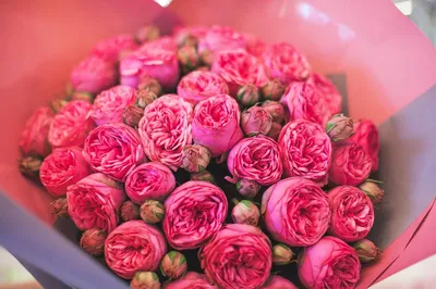 Фотки пионовидных роз в разных форматах