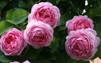 Кусты пионовидных роз на красочных фотоснимках