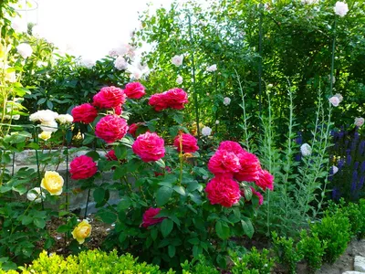 Магическая красота пионовидных роз на фото