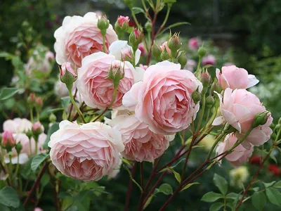 Фотографии пионовидных роз кустов для скачивания в jpg