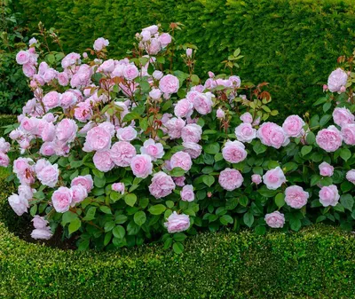 Изумительные пионовидные розы в разных размерах
