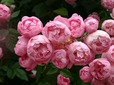 Уникальные изображения пионовидных роз в формате png