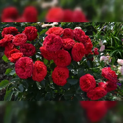 Впечатляющие карточки с пионовидными розами в формате webp