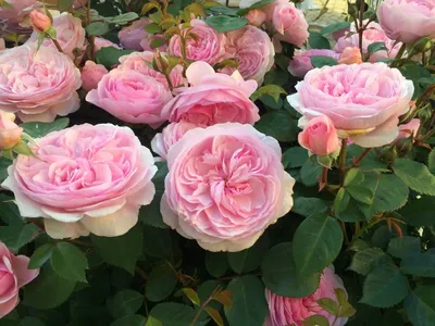 Роскошные кусты пионовидных роз на фото