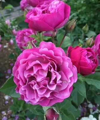 Фотки кустов пионовидных роз разного размера
