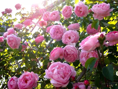 Роскошные фото пионовидных роз кустов