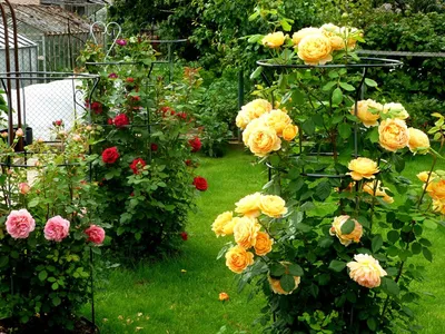 Чарующие пионовидные розы на странице с фото