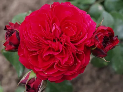 Фотографии пионовидных роз в разных форматах