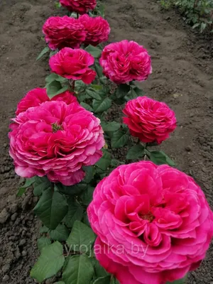 Идеальные кусты пионовидных роз на красочных фотокарточках