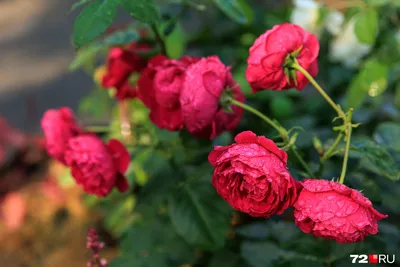 Загадочные пионовидные розы на фотографиях